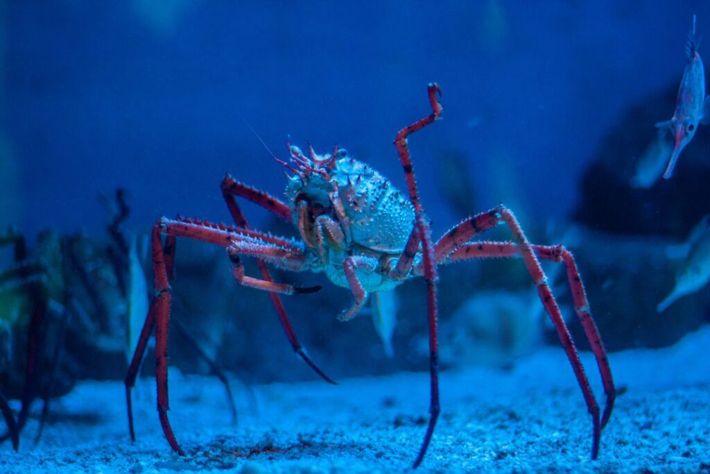 crabe araignée du Japon