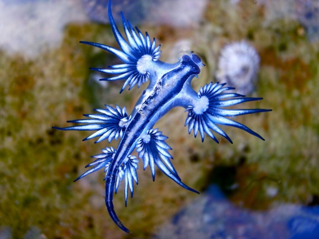 glaucus atlanticus animali più strani