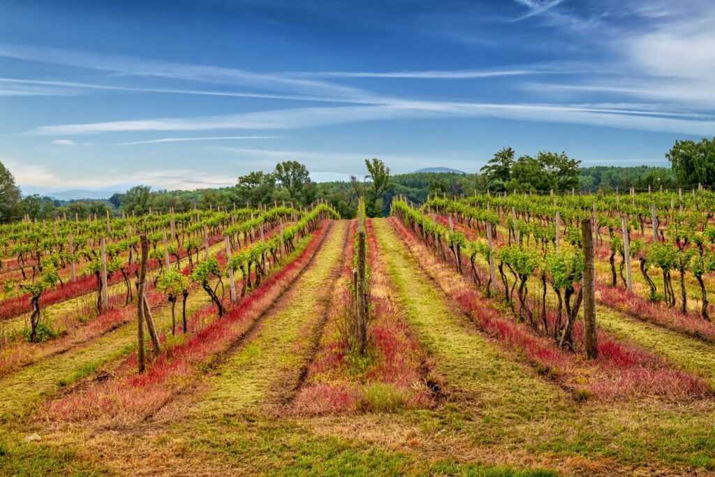 Les vignes de Tokaj en Hongrie