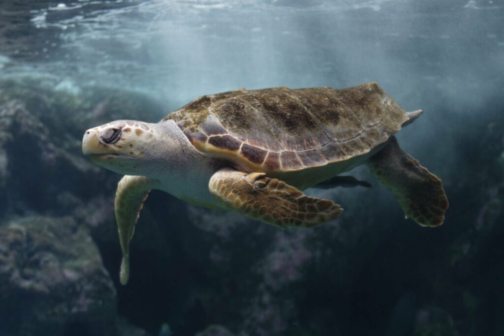 Océanopolis à Brest aquarium de France