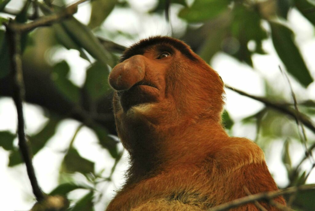 singe nasique animaux étranges