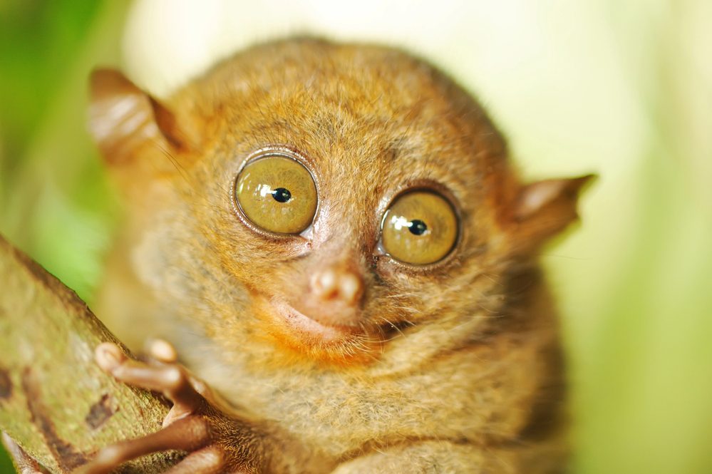 Tarsier des Philippines - Depositphotos