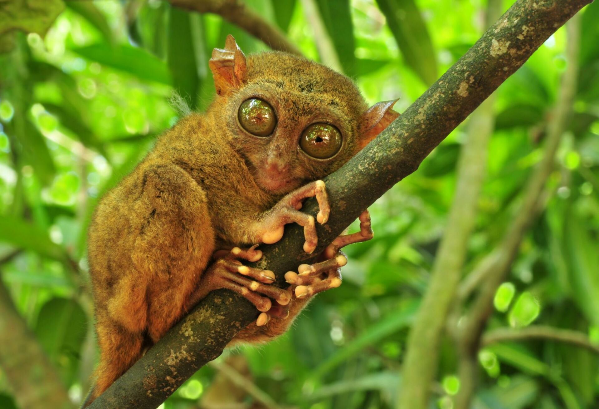 Tarsier un des animaux les plus étranges