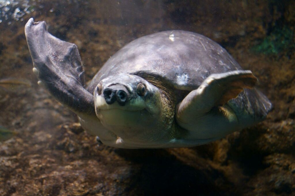 tortue à nez de cochon