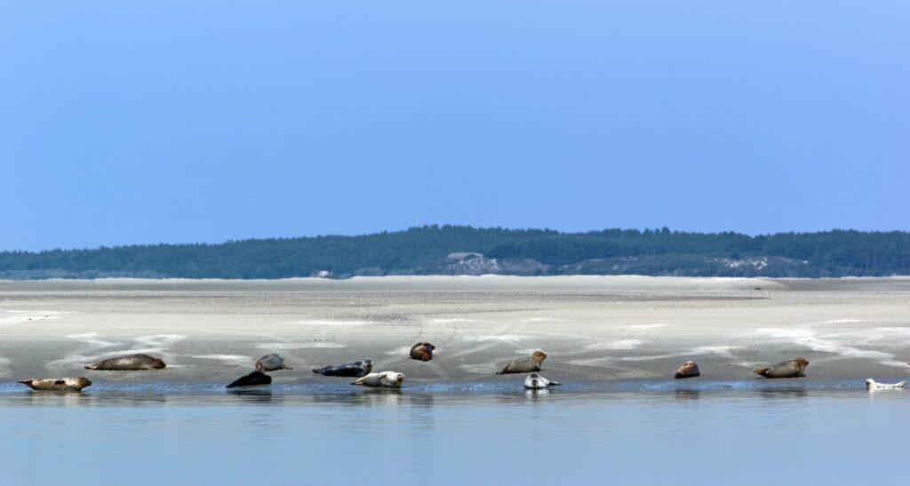 baie de somme phoques