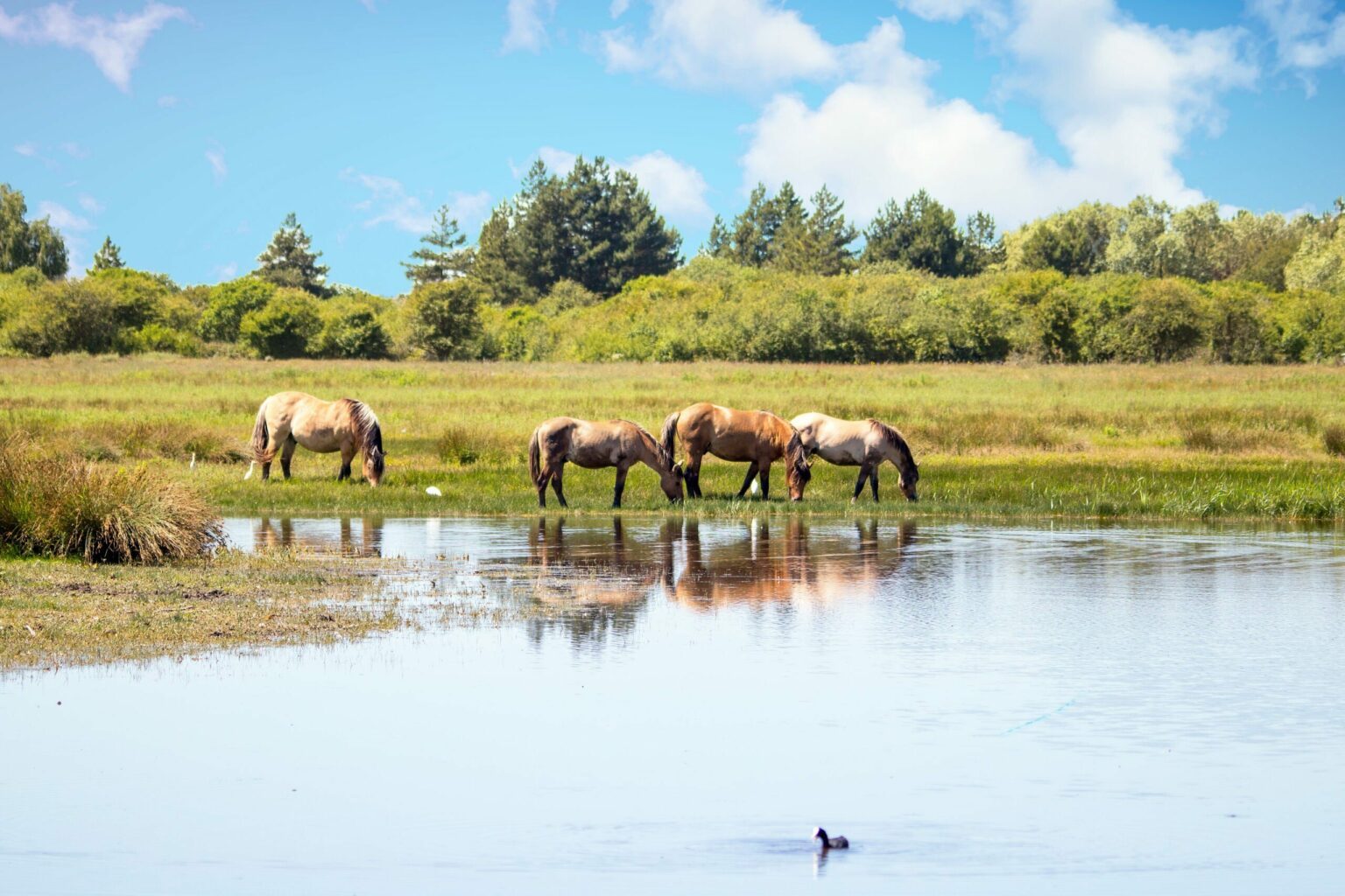 Que faire en Baie de Somme ? 11 lieux incontournables à visiter