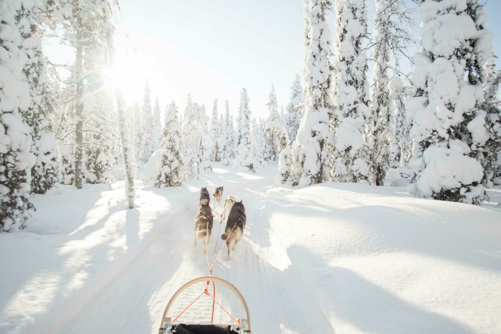 que voir en Finlande l'hiver