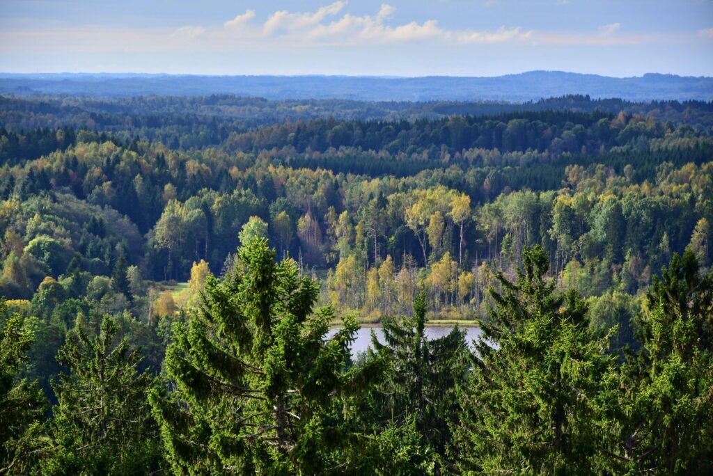 Suur Munamägi paysages d'Estonie
