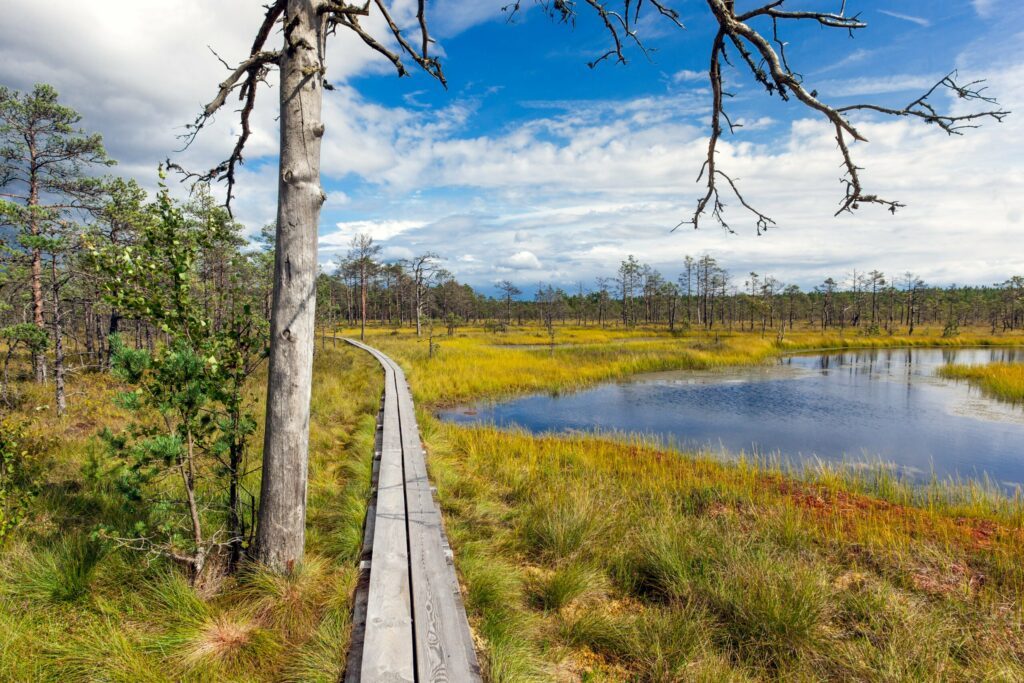 viru bog en Estonie