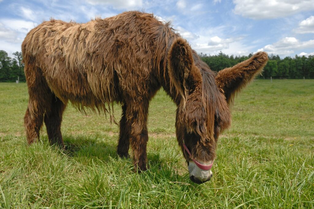 baudet du poitou