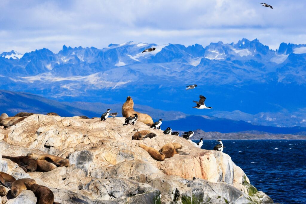 faune sauvage Ushuaia