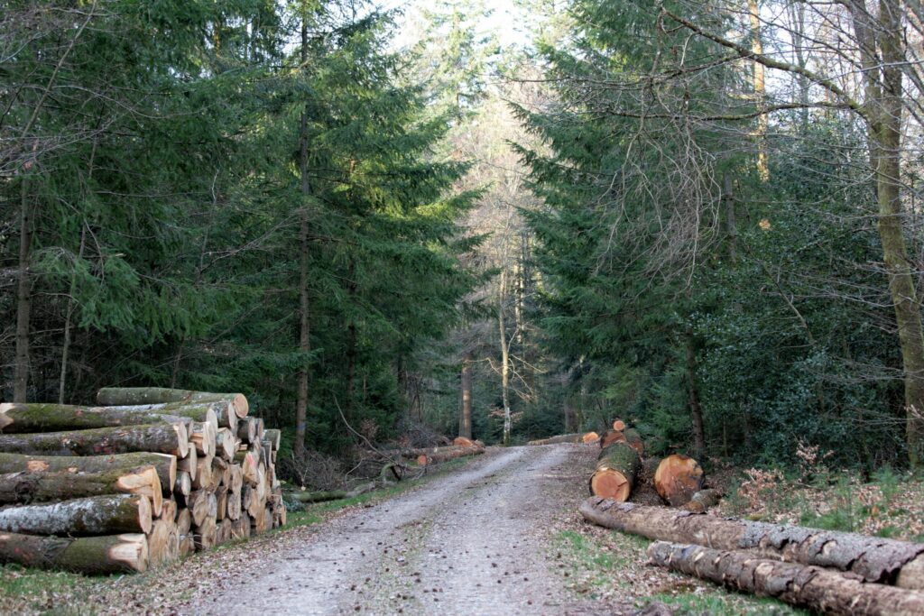 Forêt domaniale de Breuil-Chenue