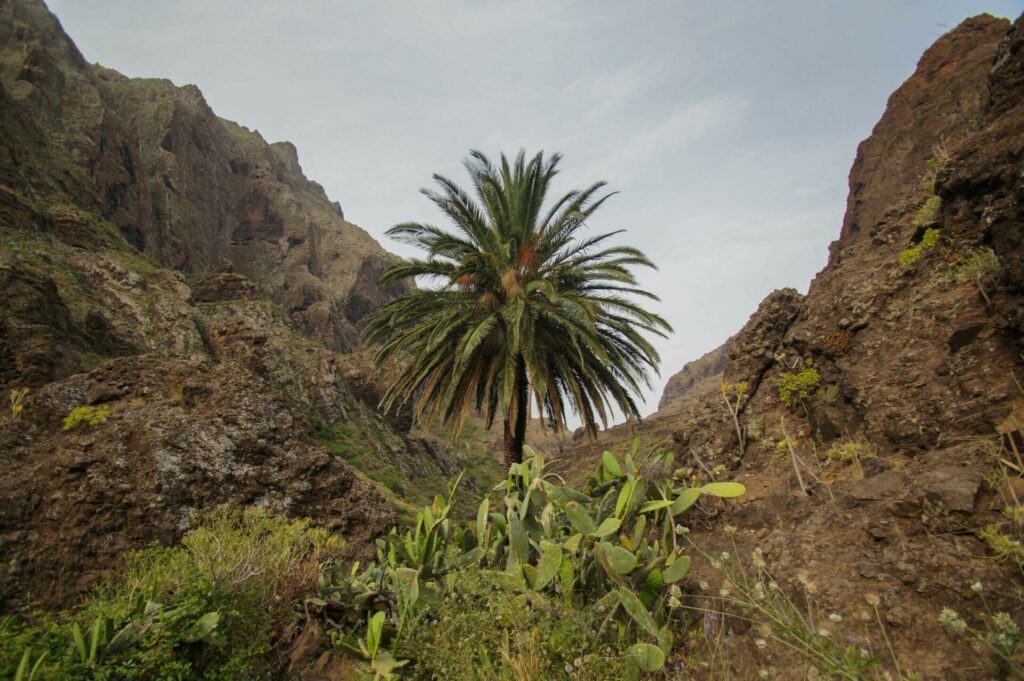 gorges de Masca à faire à Tenerife