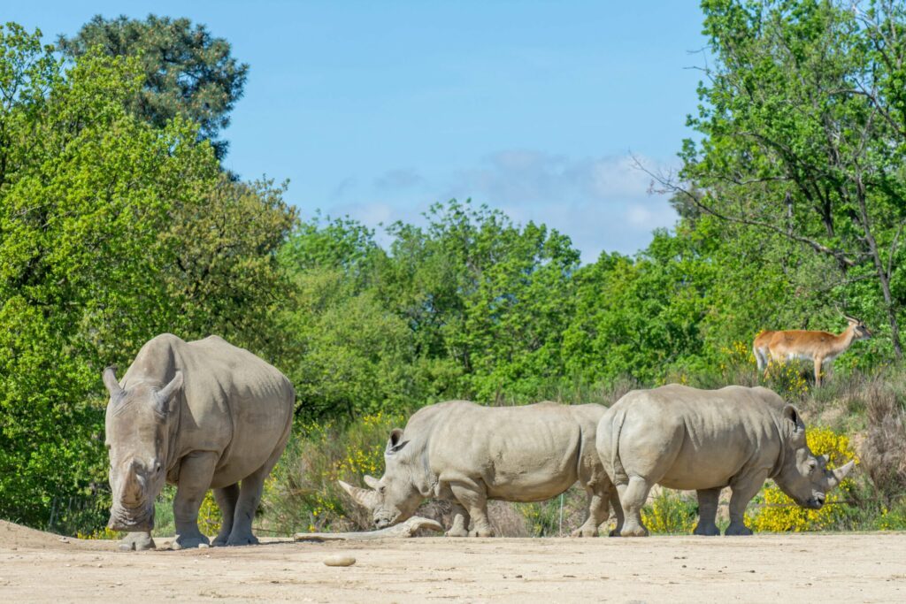 Safari de Peaugres en Ardèche