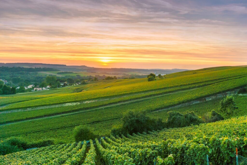 Survoler les vignobles de Reims