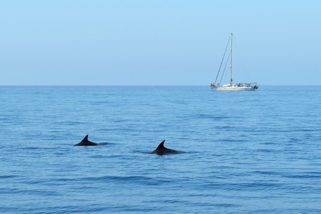 Les dauphins nagent en Mer Méditerranée, dans le sanctuaire Pelagos