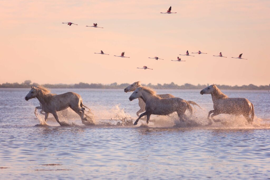 Coucher de soleil en Camargue