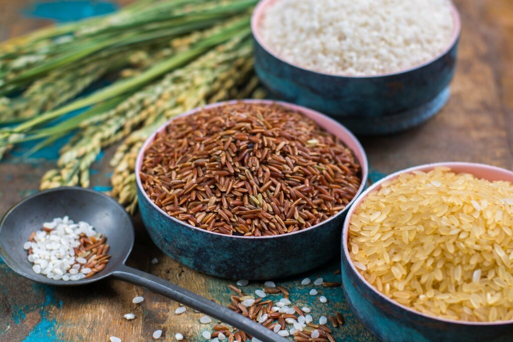 Différentes variétés de riz de Camargue