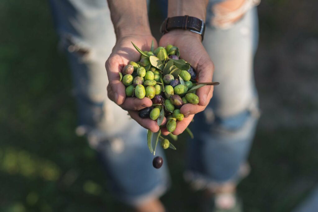 La culture des olives