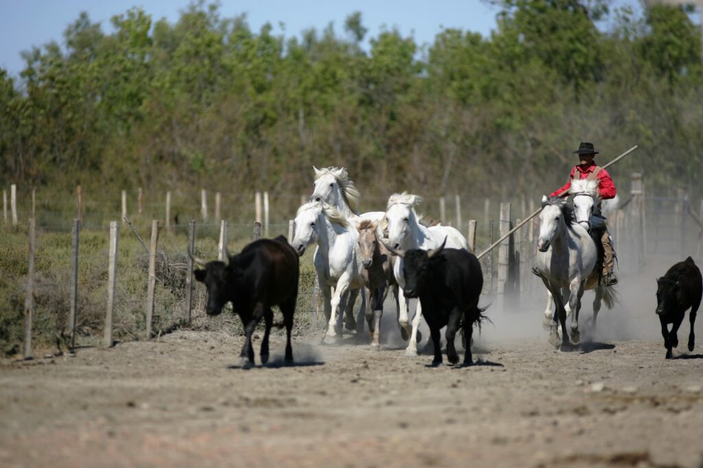 Manade camarguaise