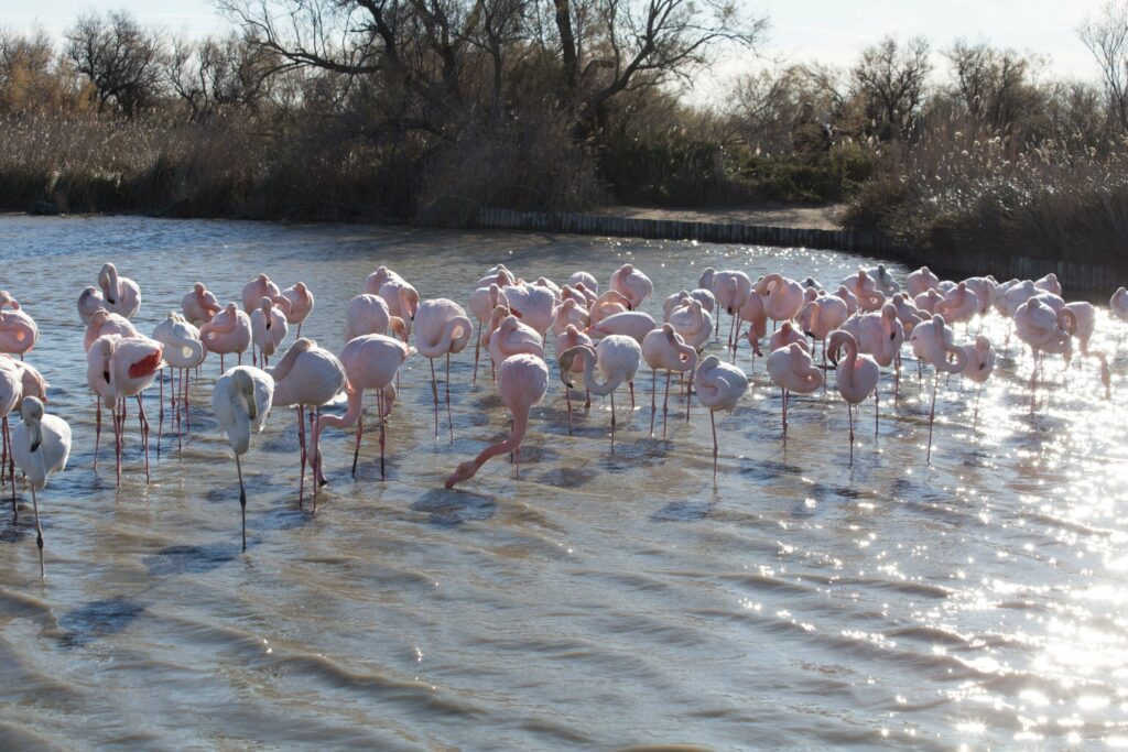 parc ornithologique Pont de Gau