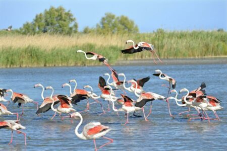 Que faire en Camargue ? Voici nos 14 idées de visites !