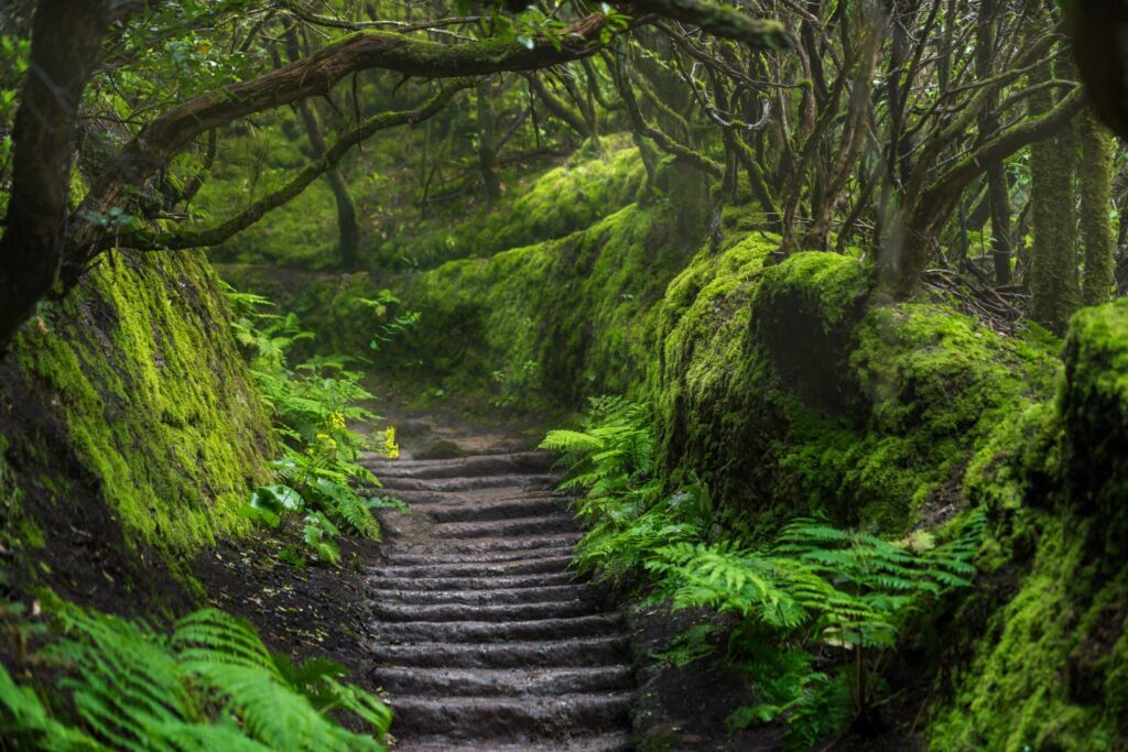 Faire une randonnée dans le parc Anaga sur Tenerife