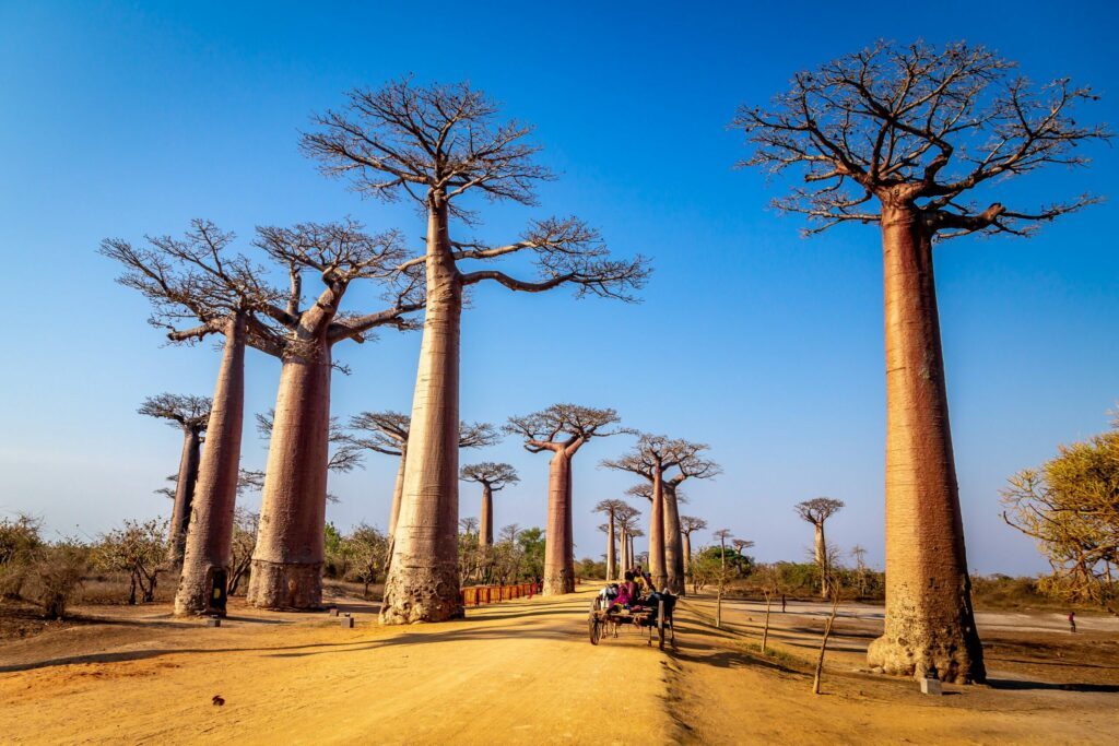 L'avenue des Baobabs à Madagascar