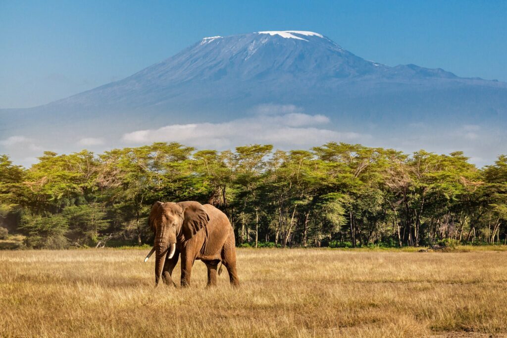 Le Kilimandjaro et les animaux de la savane parmi les plus beaux pays d'Afrique