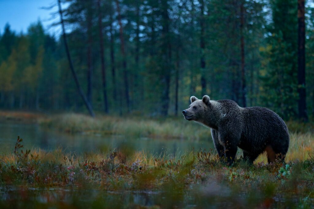 Les forêts de Finlande