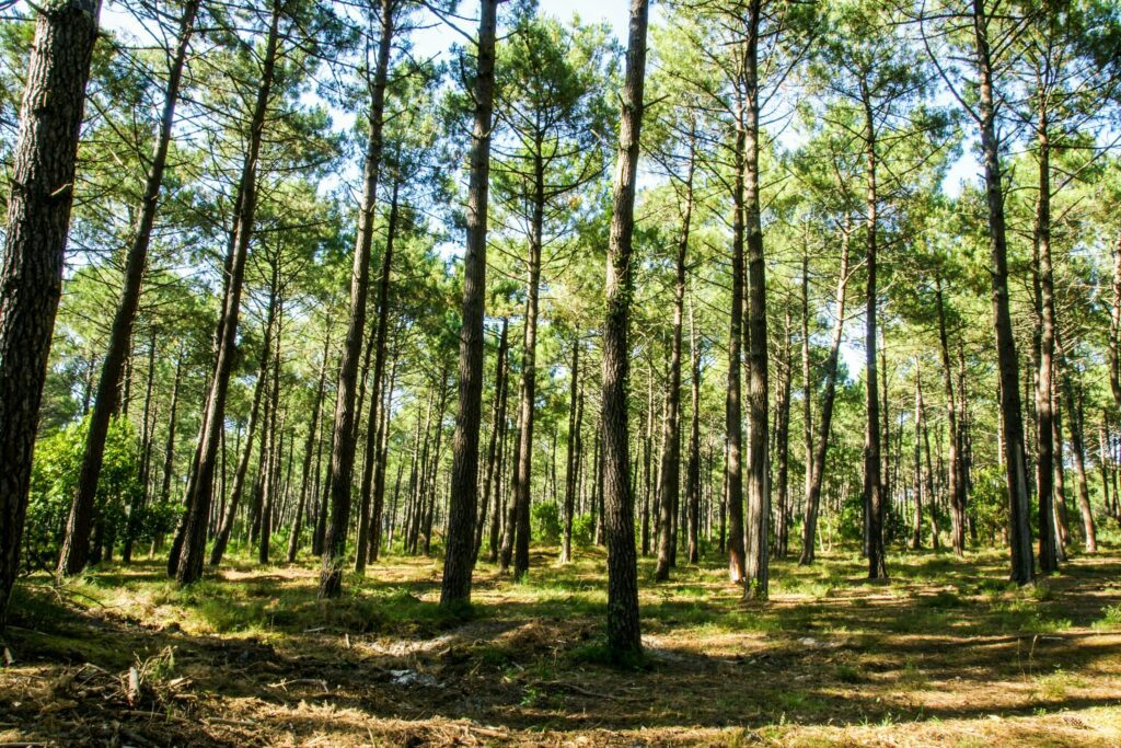 La forêt landaise