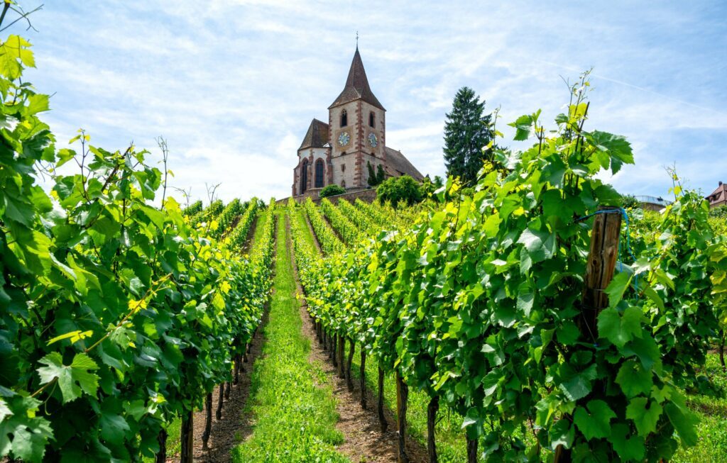 Les vignobles en Alsace