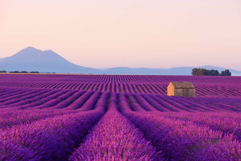 Un champ de lavande en Provence