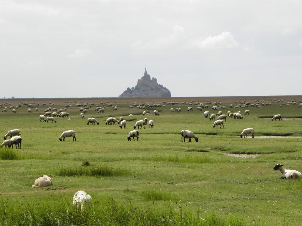 La baie du Mont-Saint-Michel et ses moutons du pré-salé