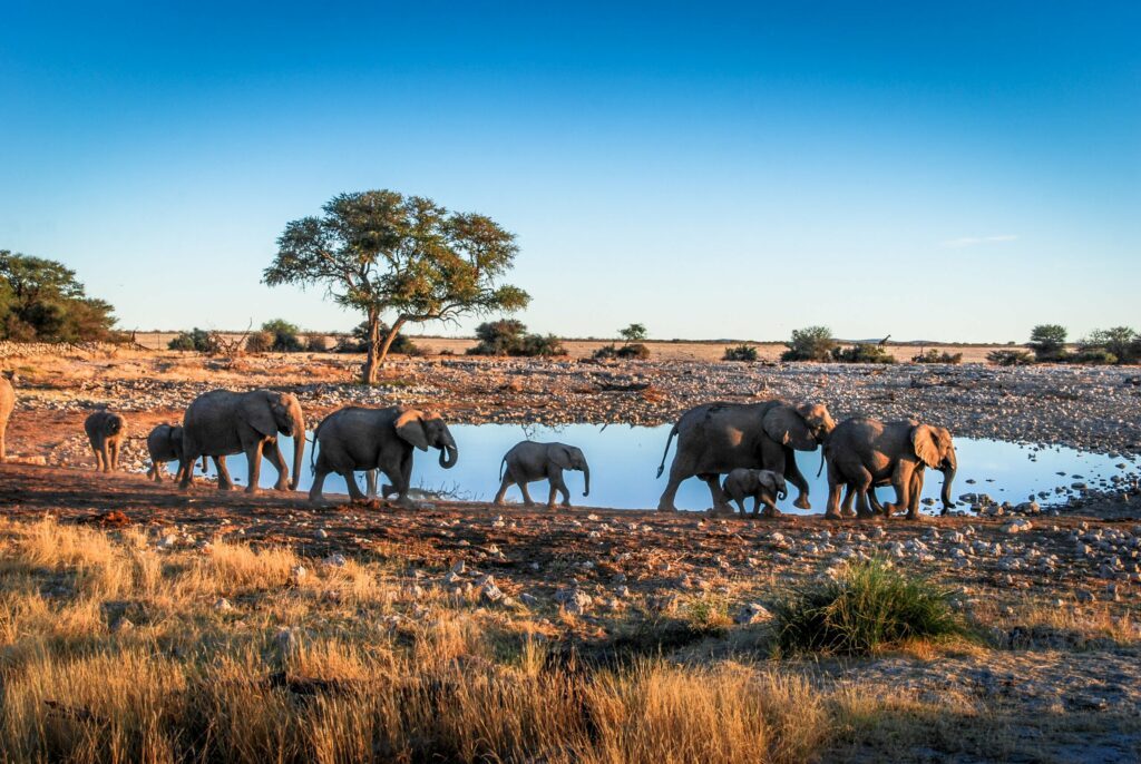 Le parc national Etosha en Namibie