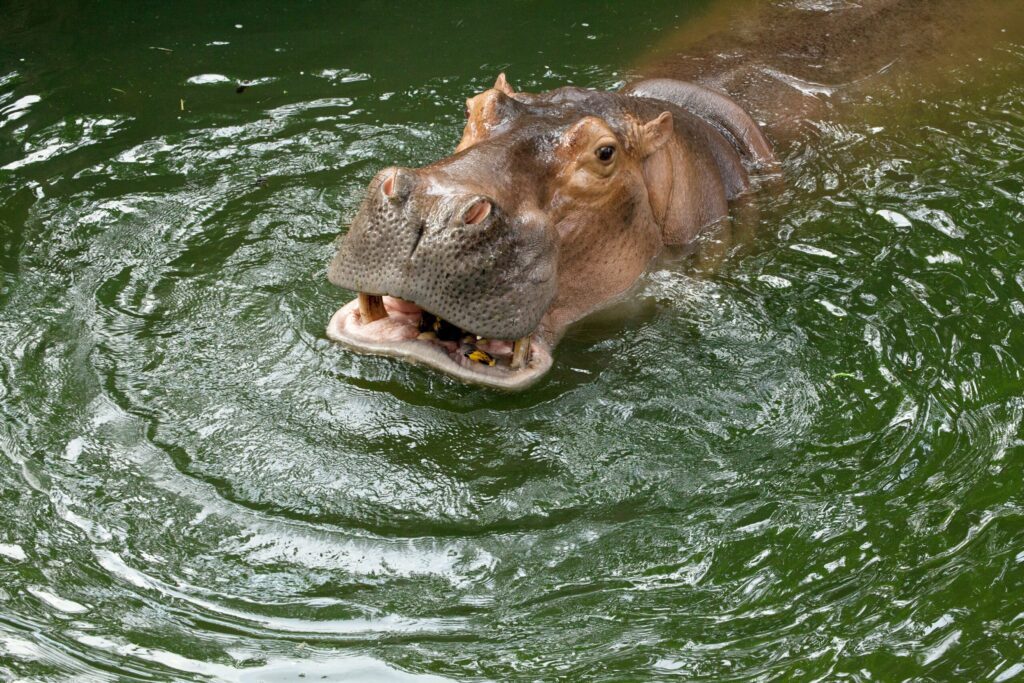 Observe a hippopotamus in Monaco