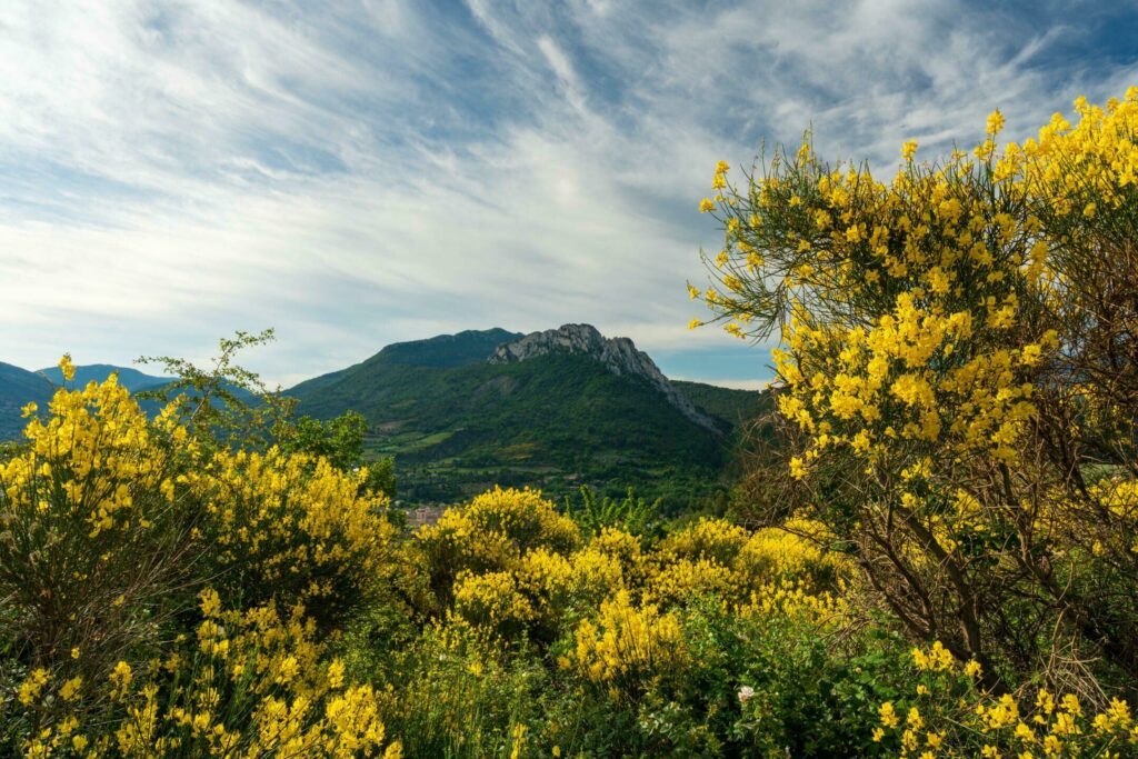 Des genets à Buis les Baronnies