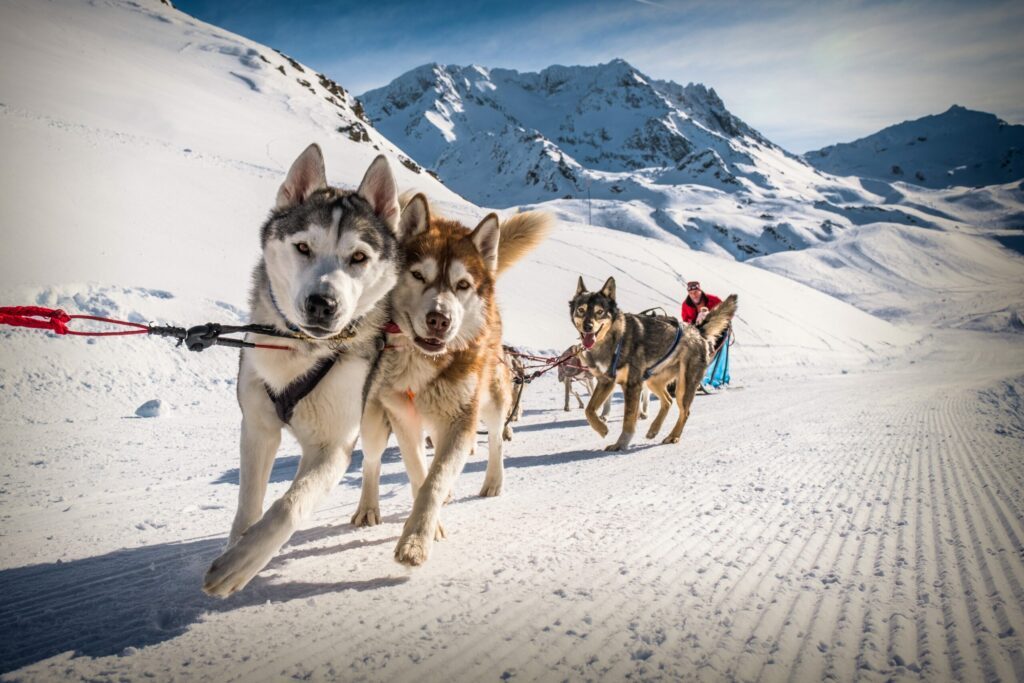 Balade en chiens de traîneau