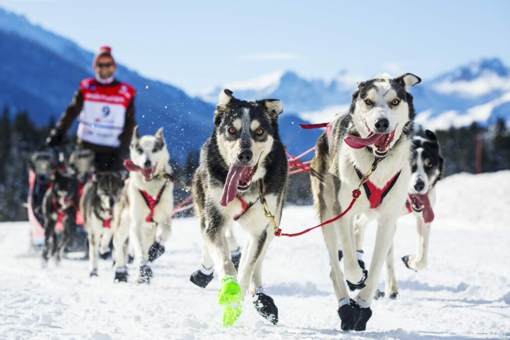 Faire du chien de traineau sportif