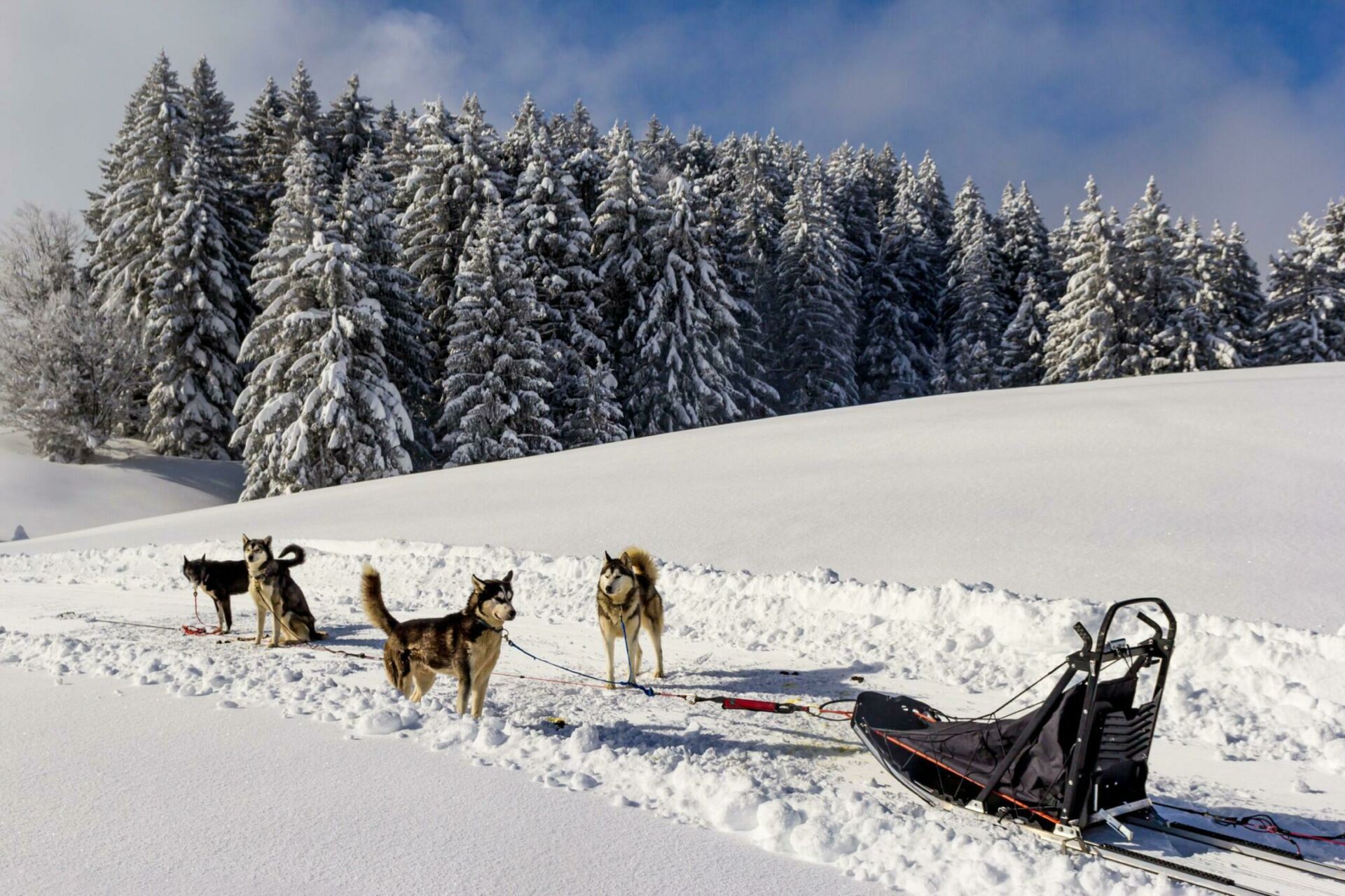 Faire une promenade en chien de traineau en France
