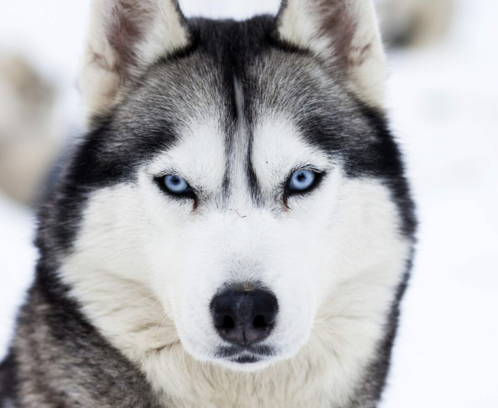 Le Husky de Sibérie