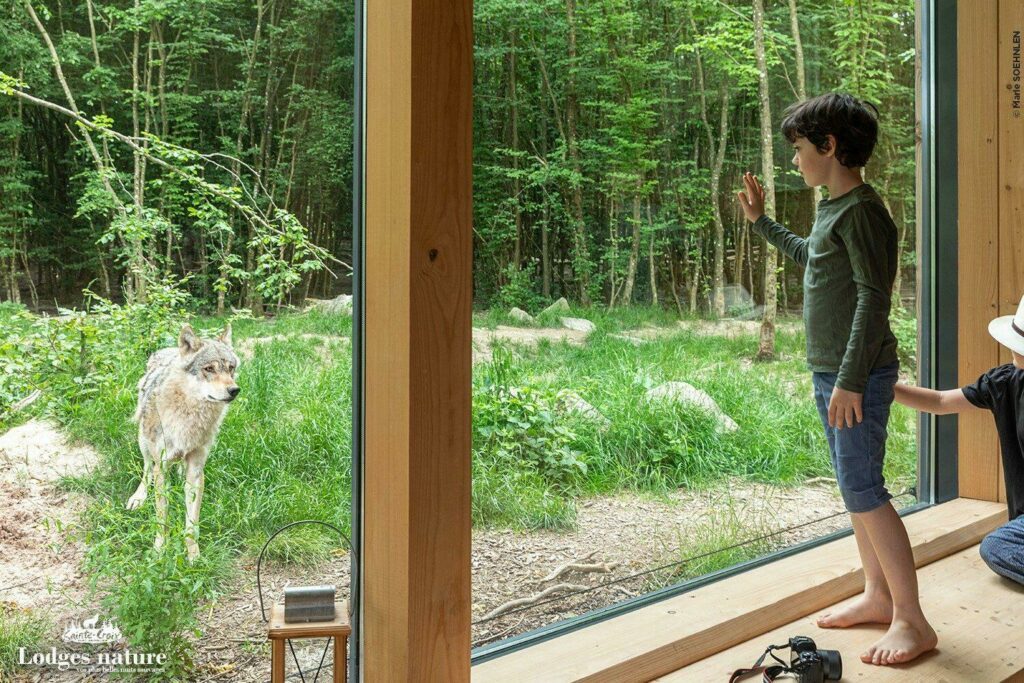 Dormir dans un lodge auprès des loups