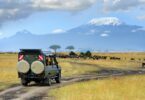 Safari game drive with the wildebeest