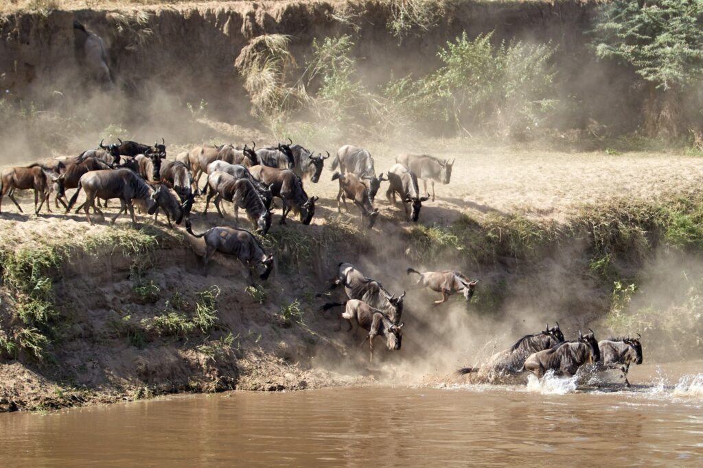 Migracja gnu na safari w Tanzanii