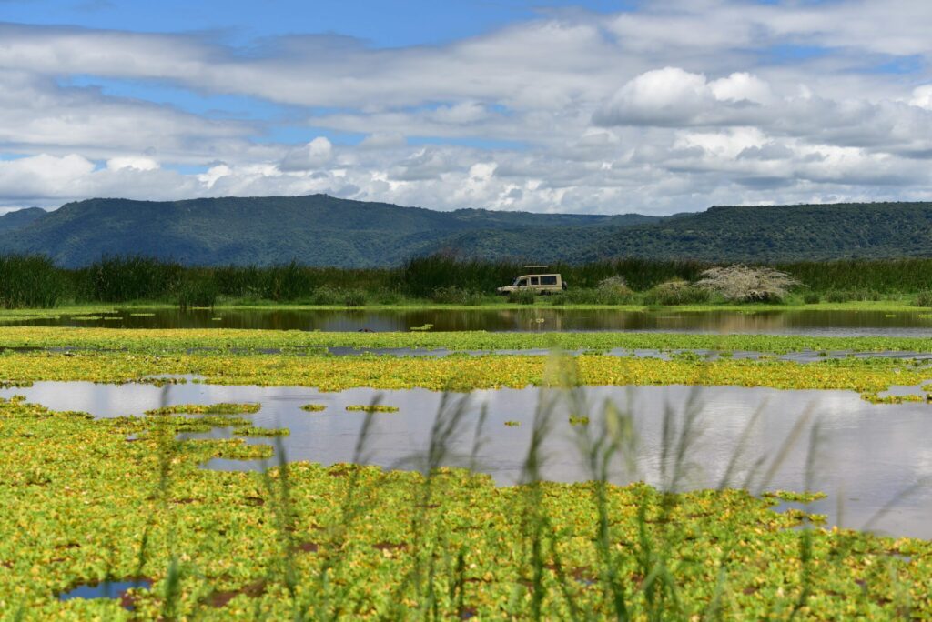 Le parc national du lac Manyara