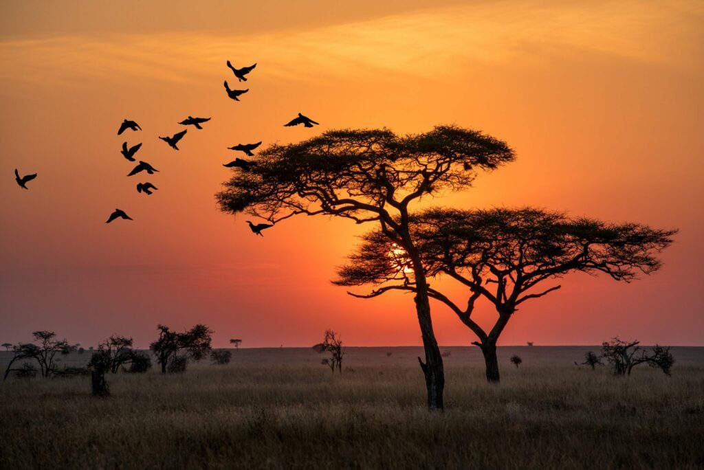 Park Serengeti w Tanzanii o wschodzie słońca