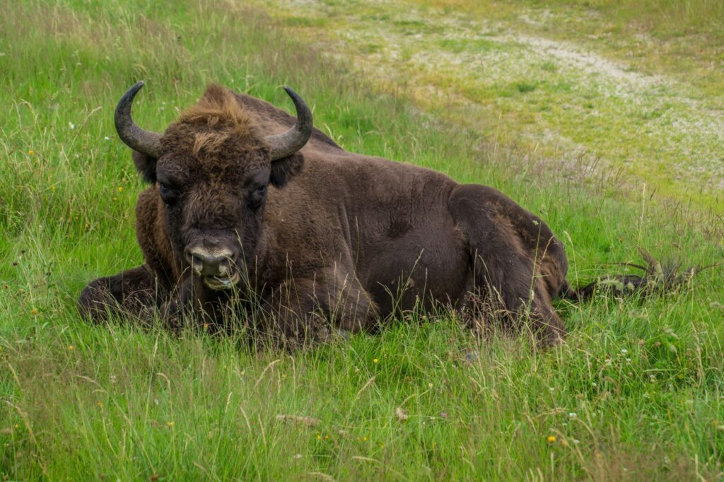 Les bisons de Sainte-Eulalie en Lozère