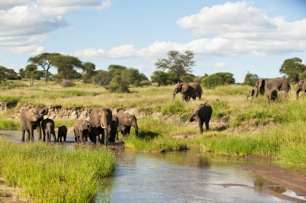 les éléphants du Tarangire