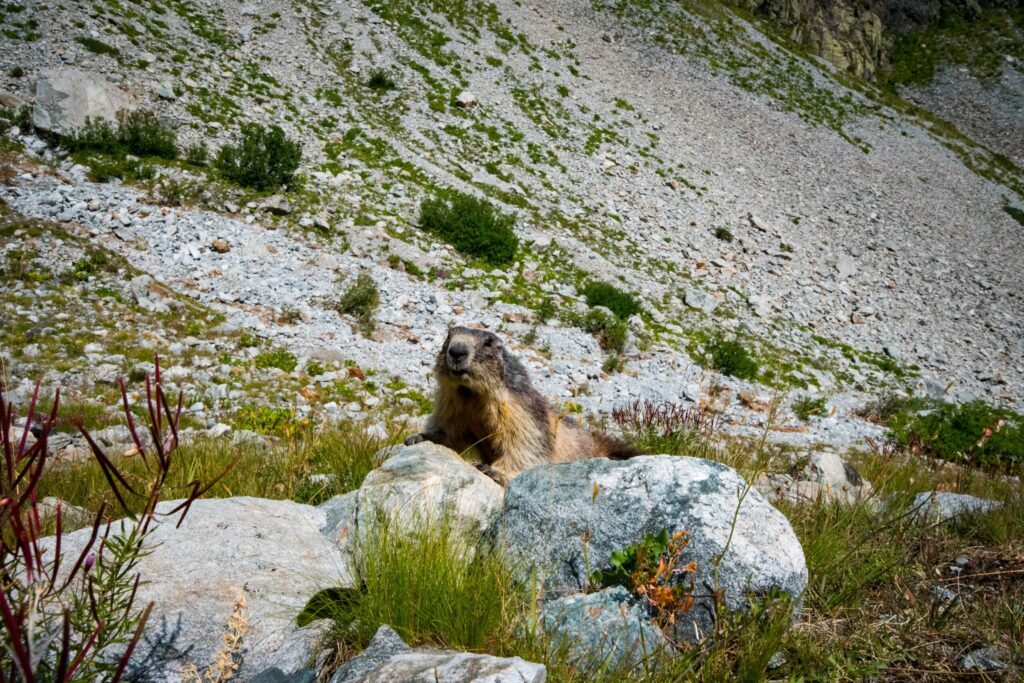 Découvrir des marmottes dans le parc national des Écrins