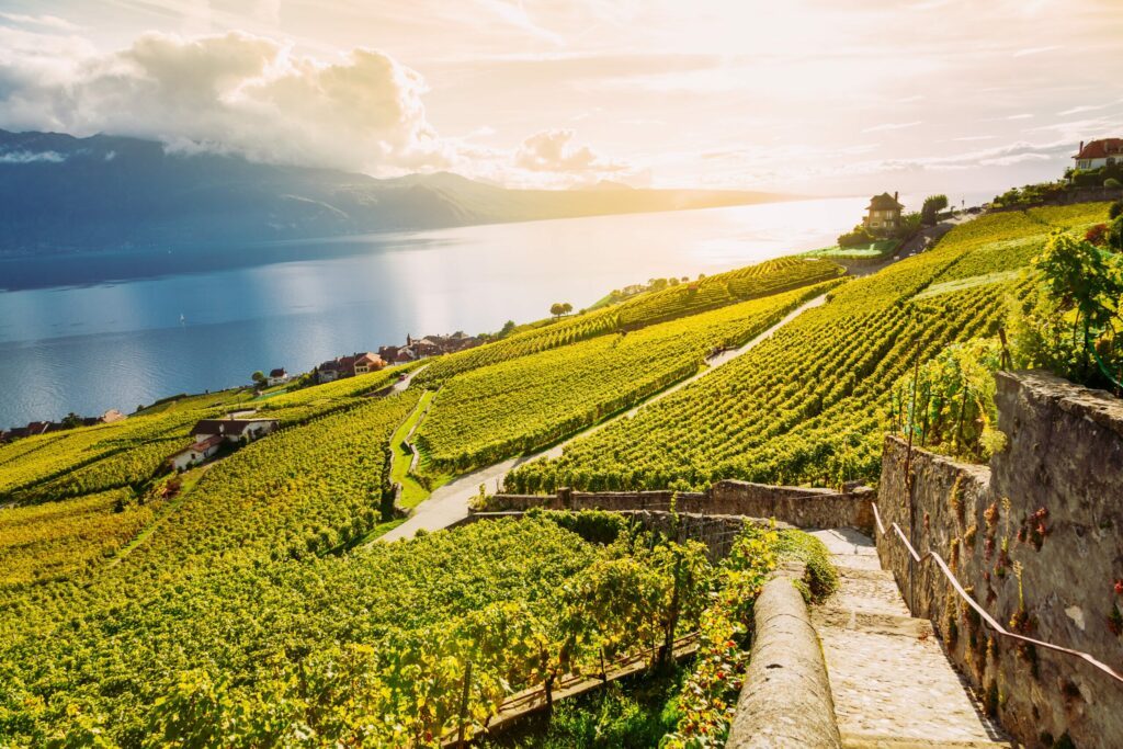 Les vignes de Lavaux